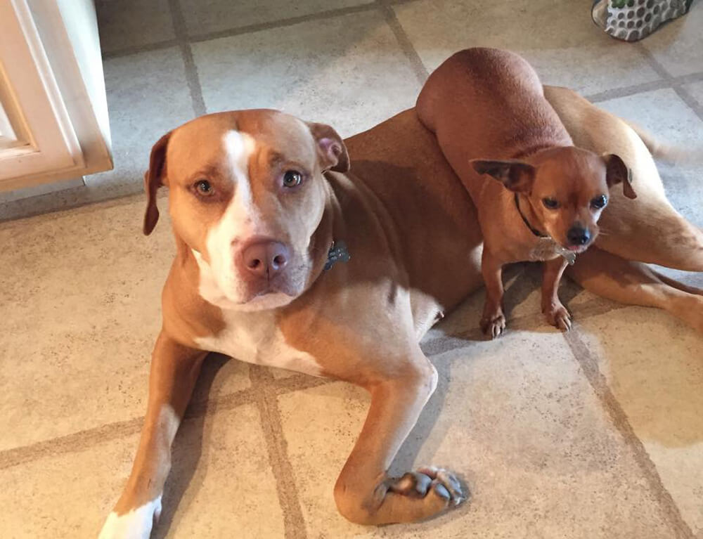 merrill-and-taco-big-small-dog-friendship-16