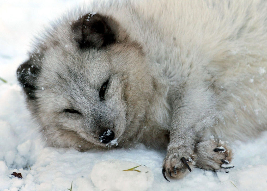 fishermen attempt arctic fox rescue