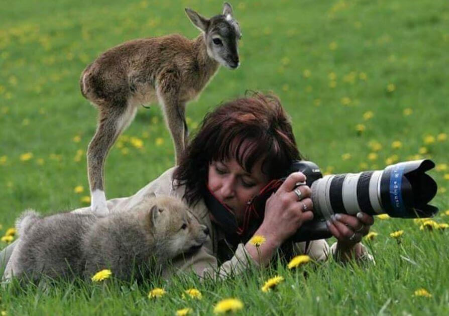 animals photographer