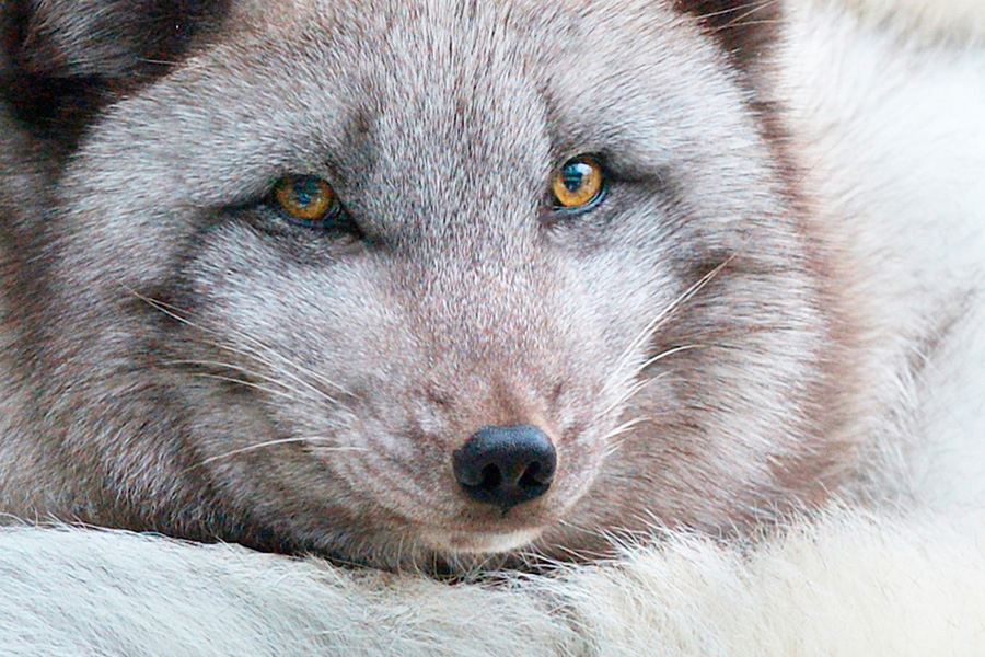arctic fox doesnt trust fishermen