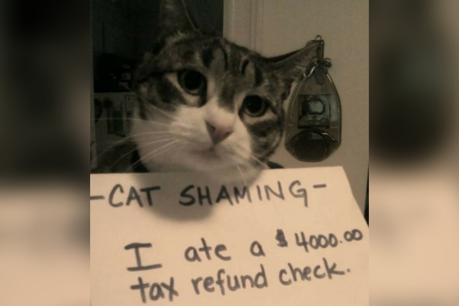 catshame20-21458.jpg