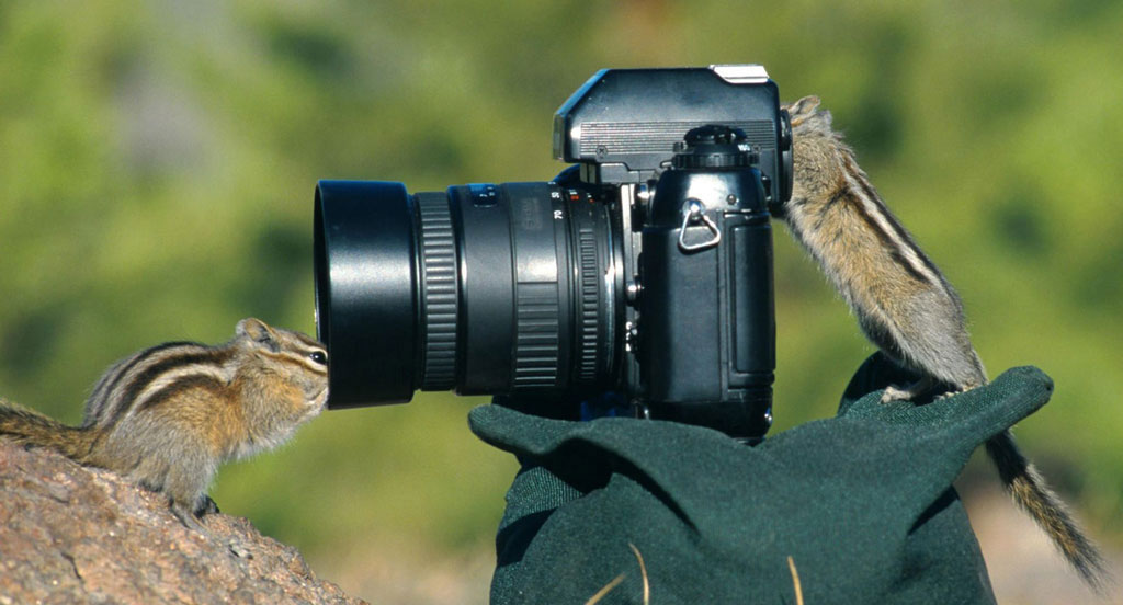 chipmunk-photography