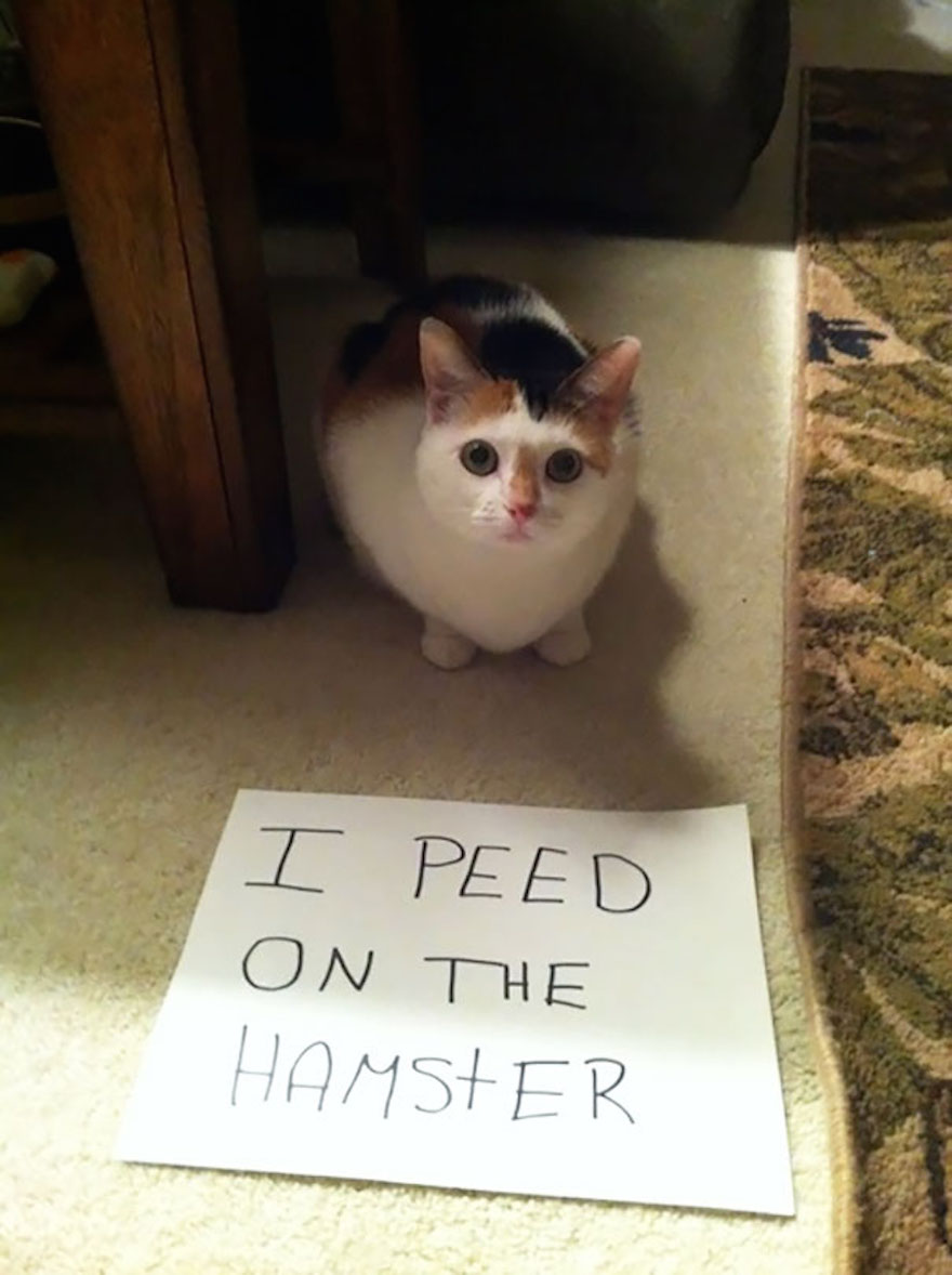 hamster-44872.jpg