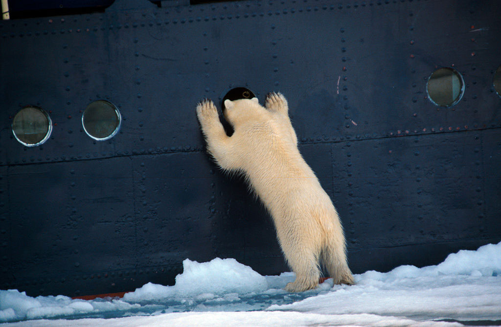 polar-bear