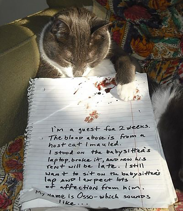 catshame3-71292