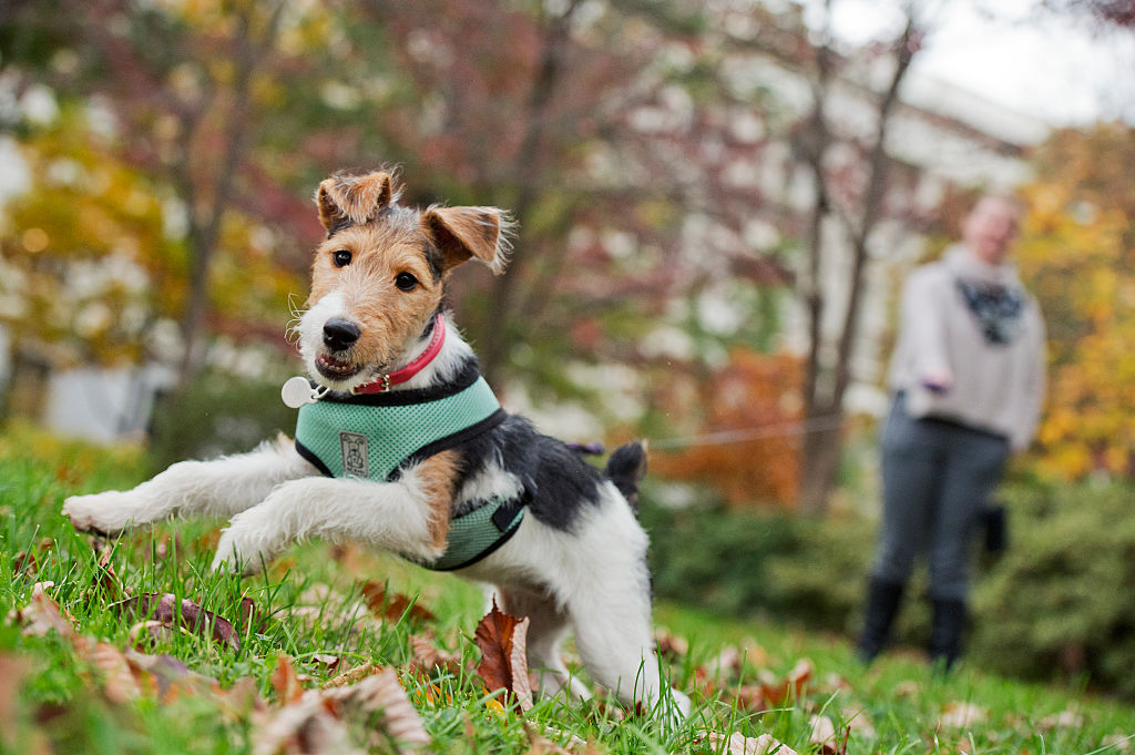 wire-fox-terrier