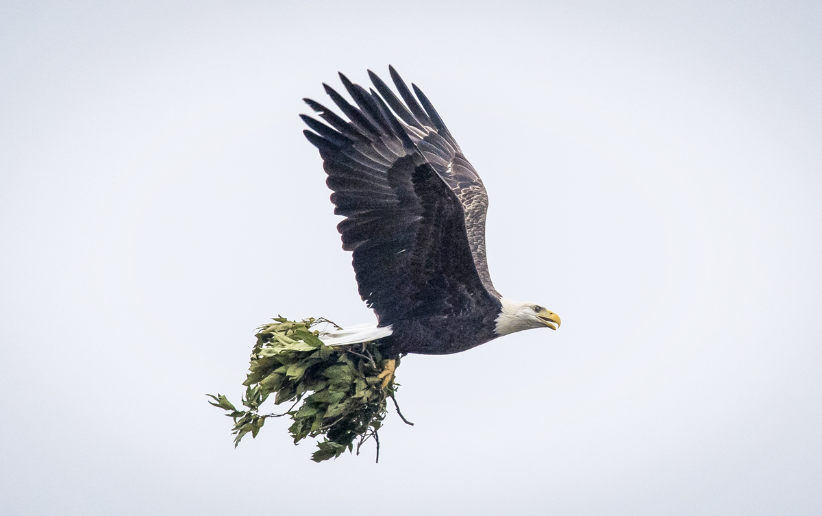 bald eagle birth pain killer
