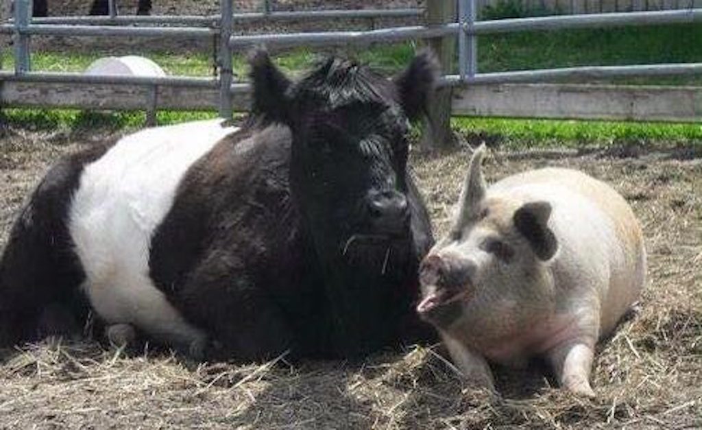 cow and pig lying down