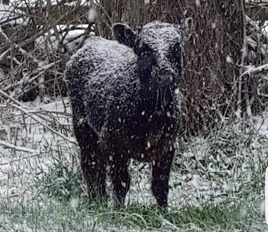 calf in snow