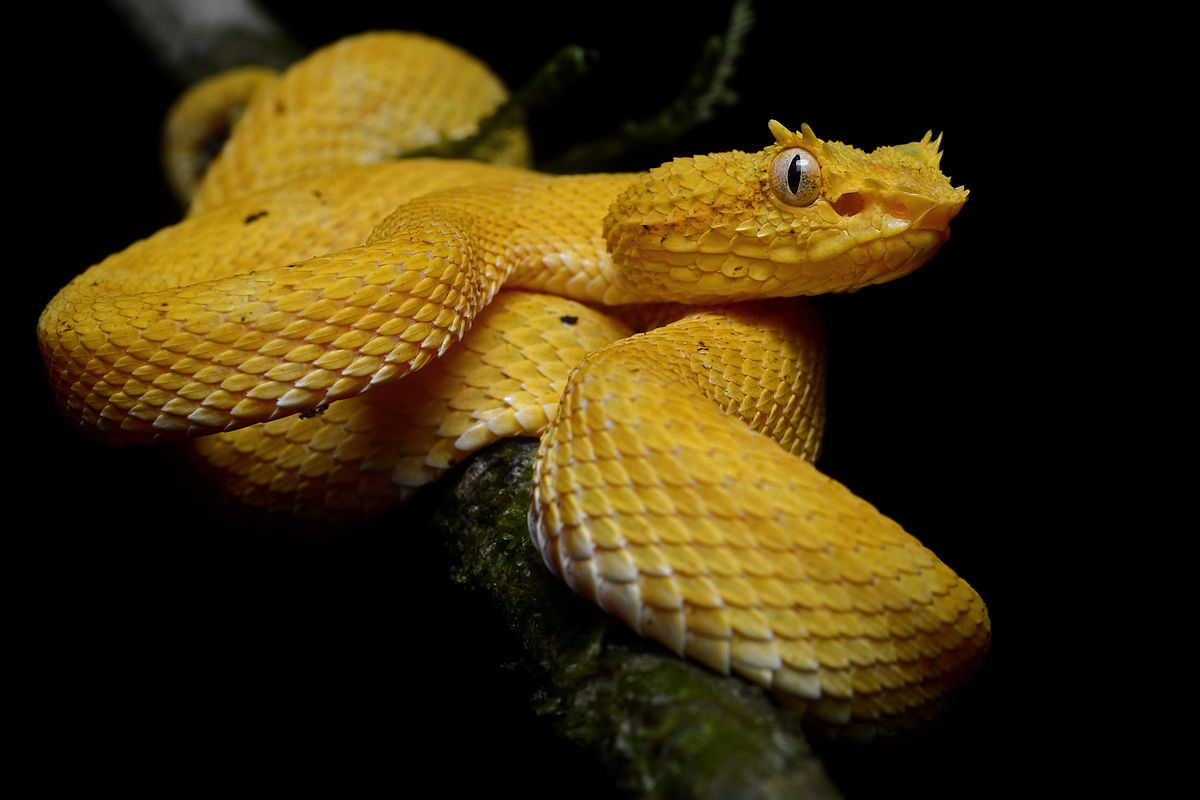 Bothriechis schlegelii
