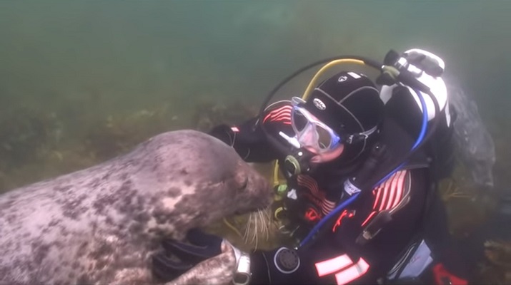 18 Traduc Foca Buceador 13