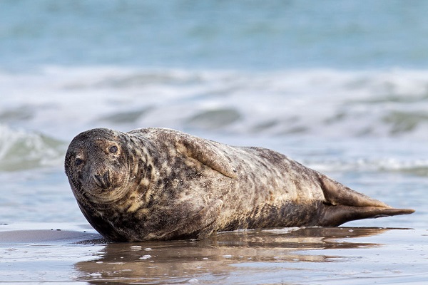 18 Traduc Foca Buceador 17