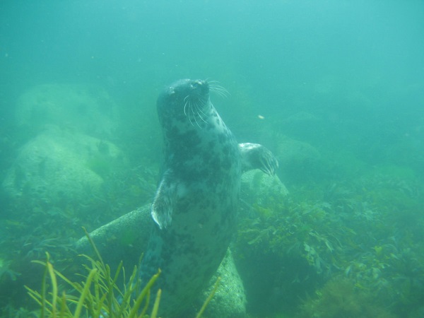 18 Traduc Foca Buceador 4