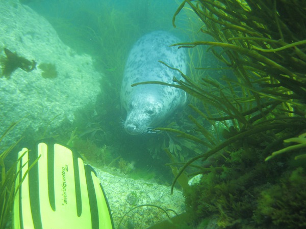 18 Traduc Foca Buceador 5