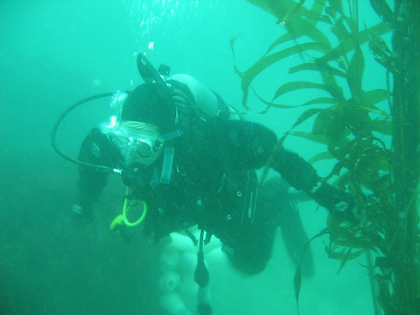 18 Traduc Foca Buceador 6