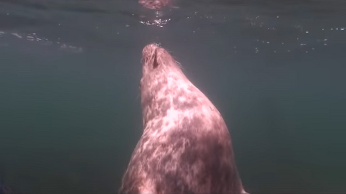 18 Traduc Foca Buceador 7