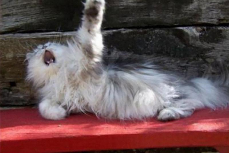 dramatic cat overreacting