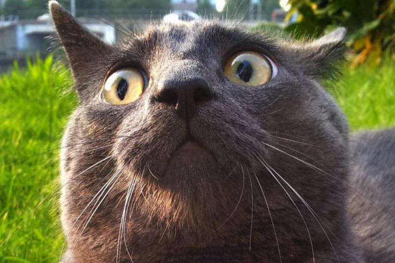 dramatic cat receives bad news