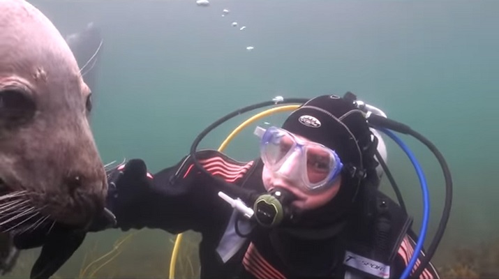 37 Renov Foca Buceo 24