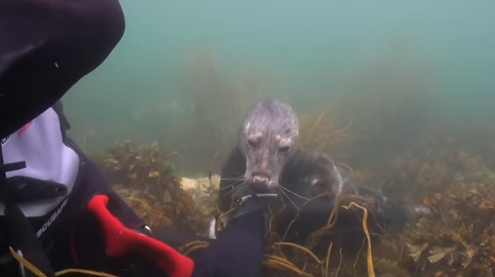 37 Renov Foca Buceo 27