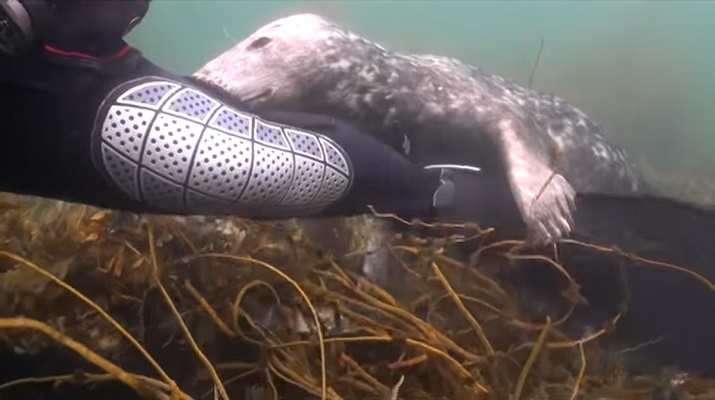 37 Renov Foca Buceo 28