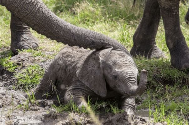 37 Renov Foca Buceo 32