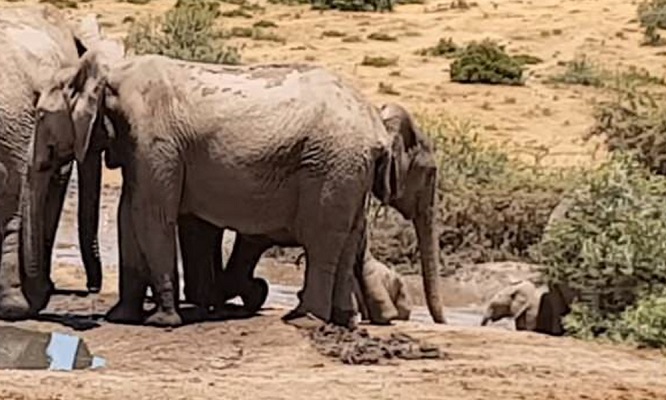 37 Renov Foca Buceo 33