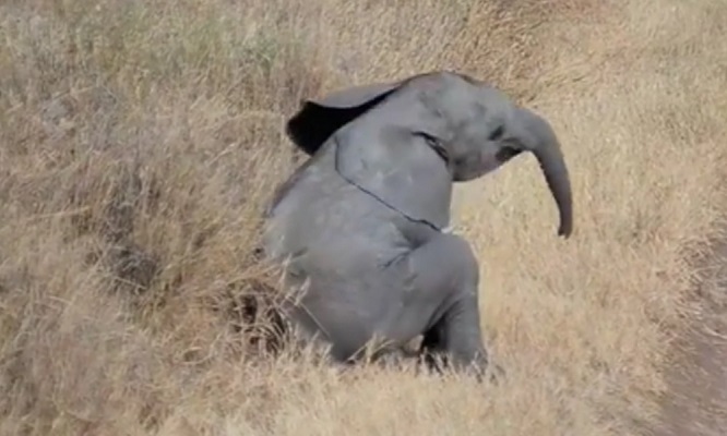 37 Renov Foca Buceo 35