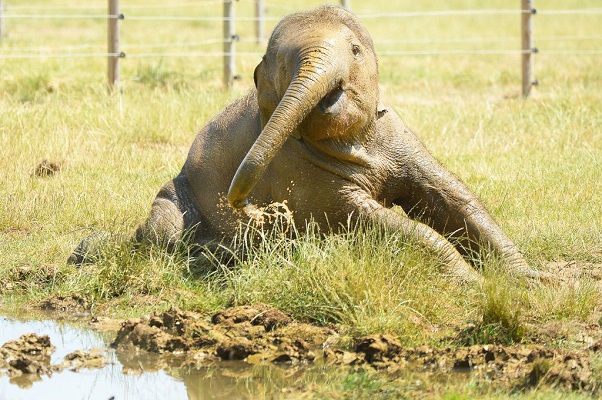 37 Renov Foca Buceo 39