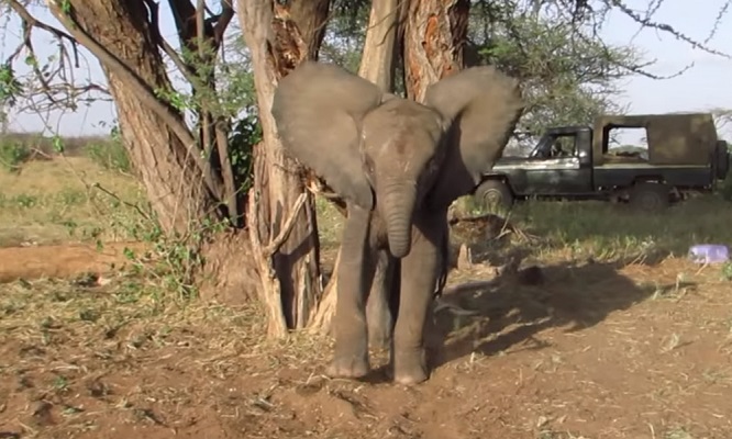 37 Renov Foca Buceo 40