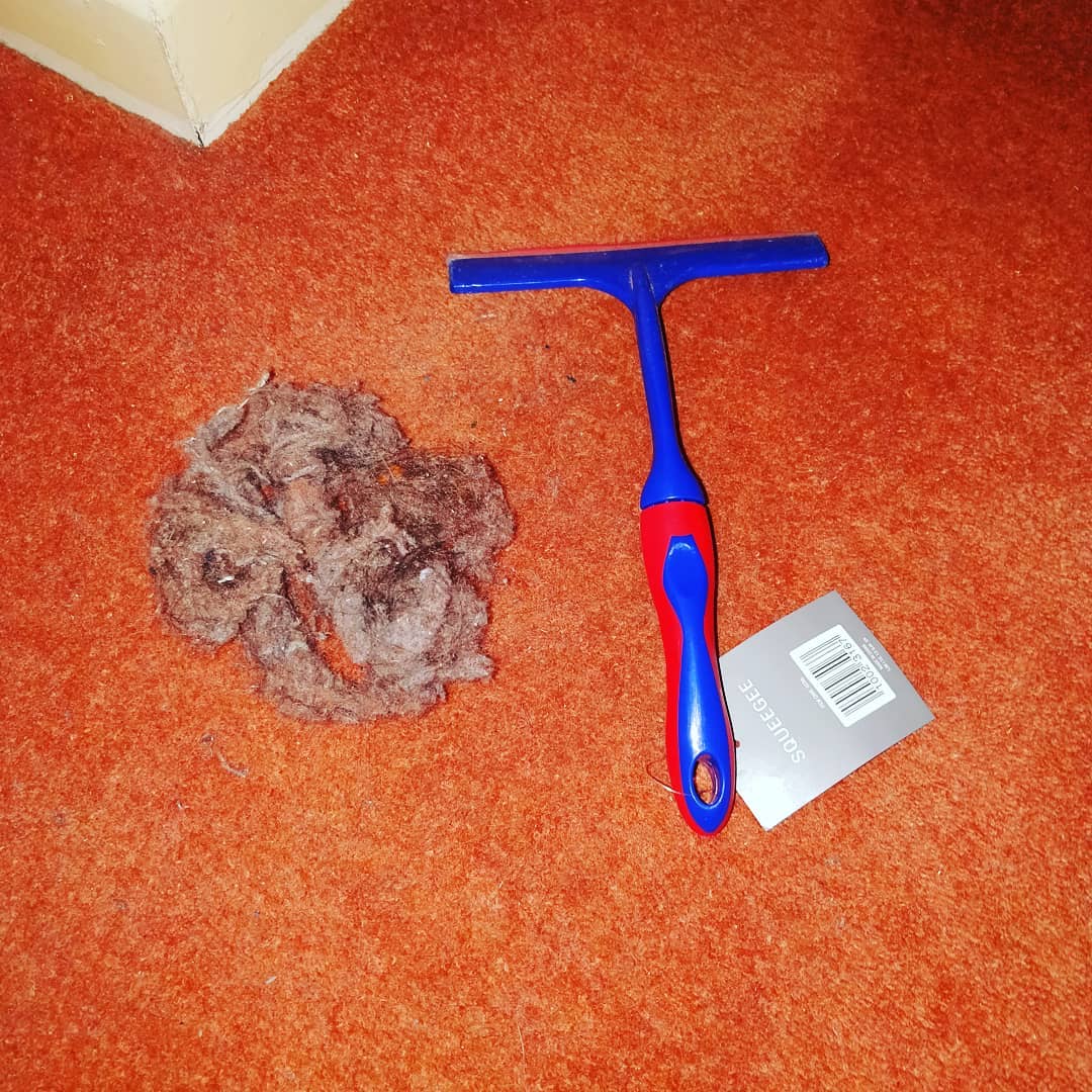 use a squeegee to get pet hair out of carpet hack