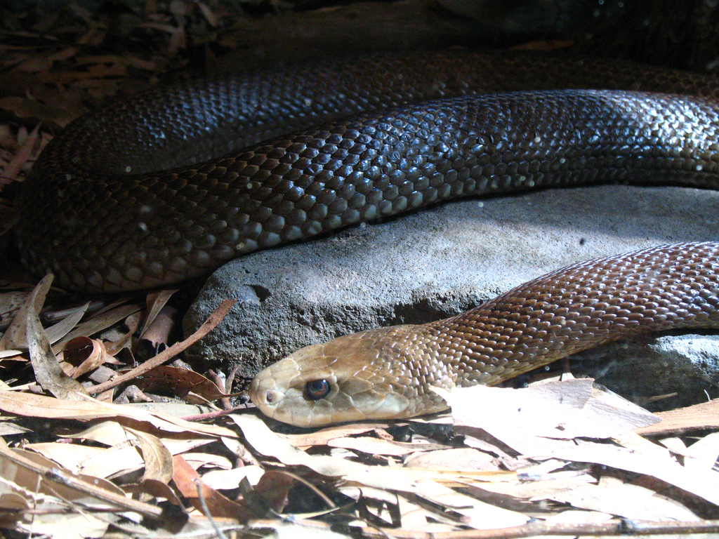 Costal Tiapan deadliest snakes