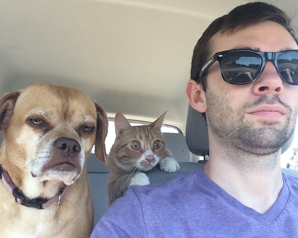 dramatic cat riding in car