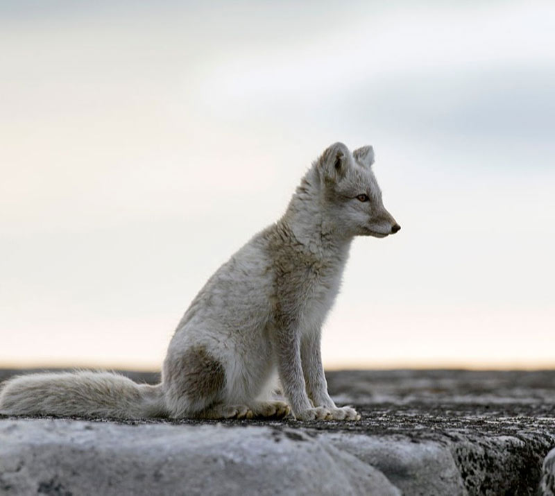 GettyImages-601067736-72676