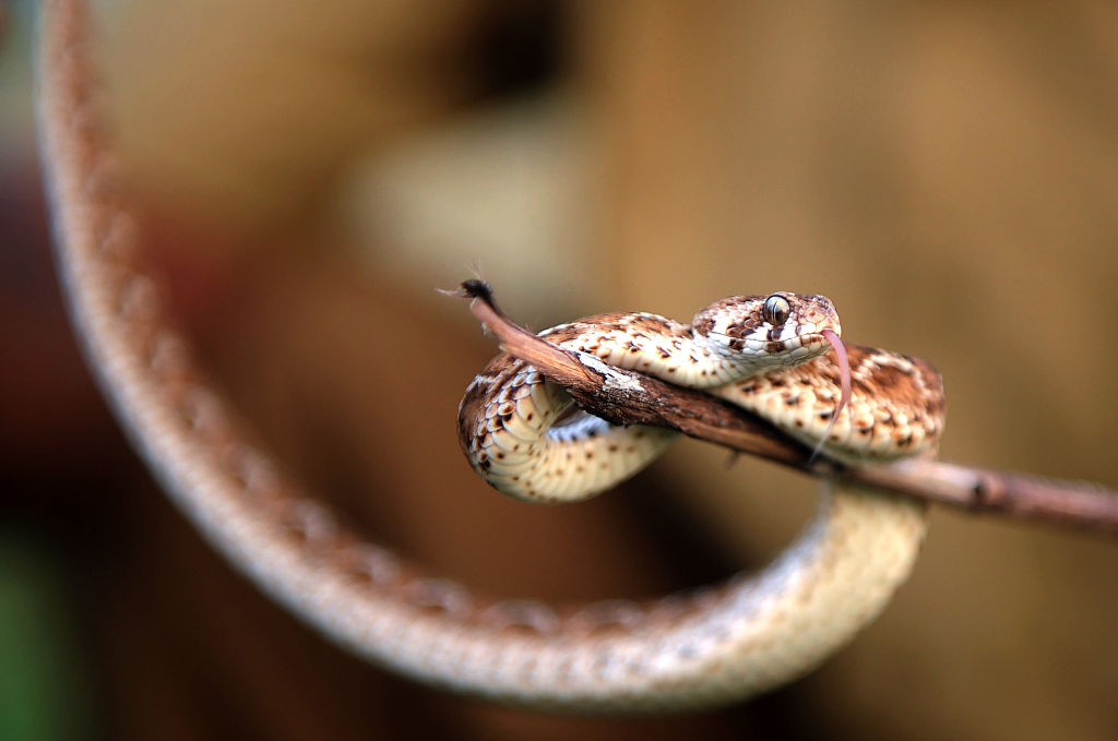 saw scaled viper makes noise with scales