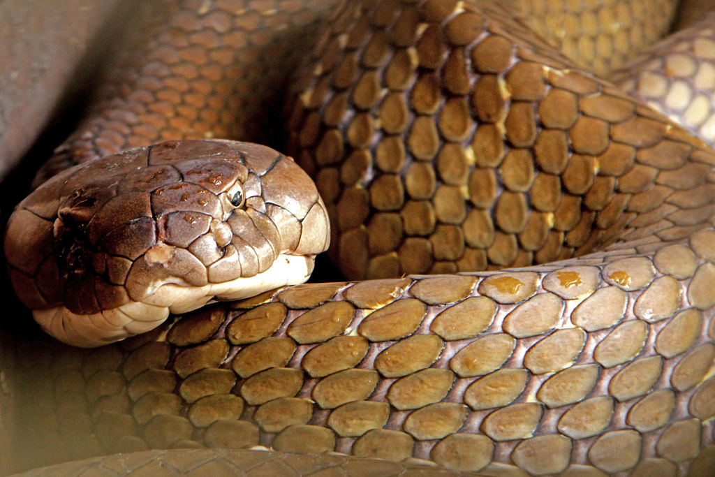King Cobra, about three to four meters long
