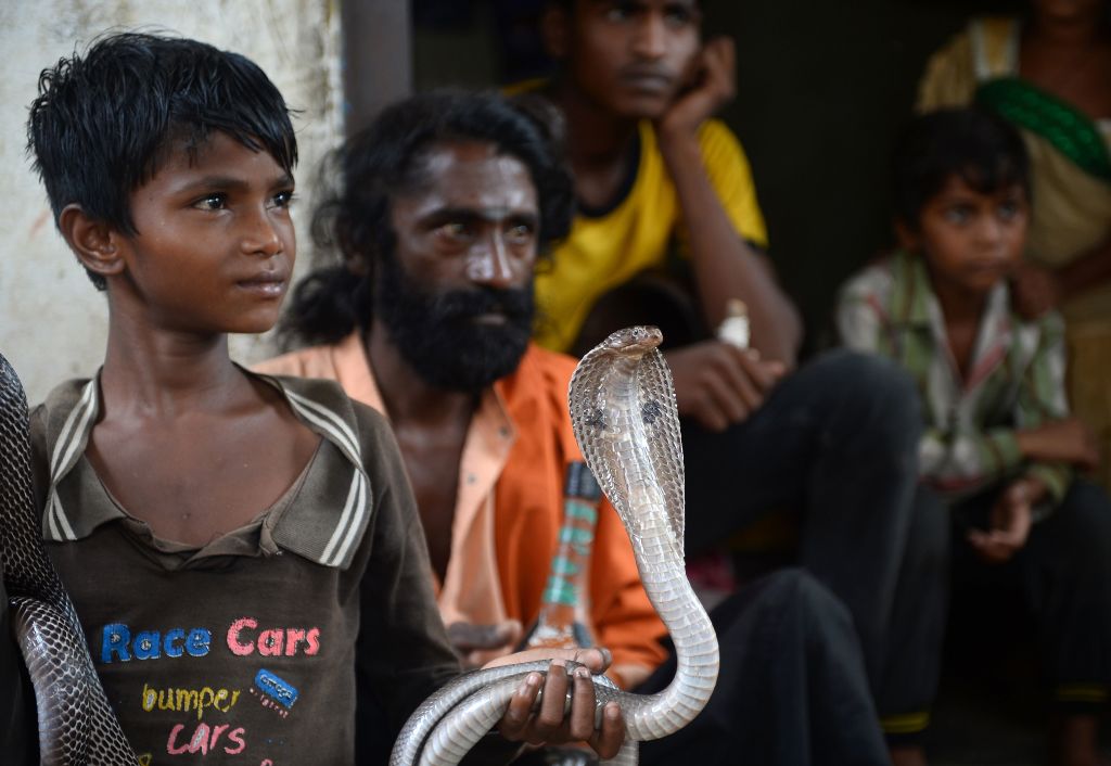 indian cobra snake Indian snake charmer holds a cobra snake