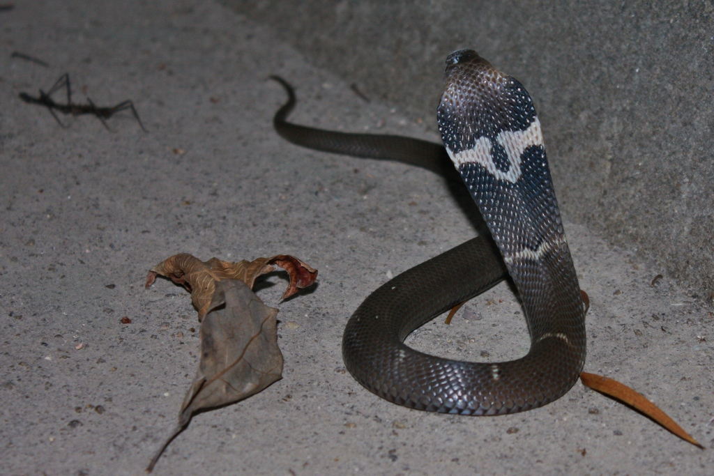 chinese cobra snake hood white and black