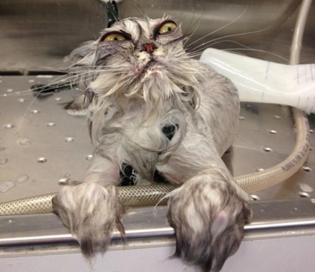 dramatic cat bath