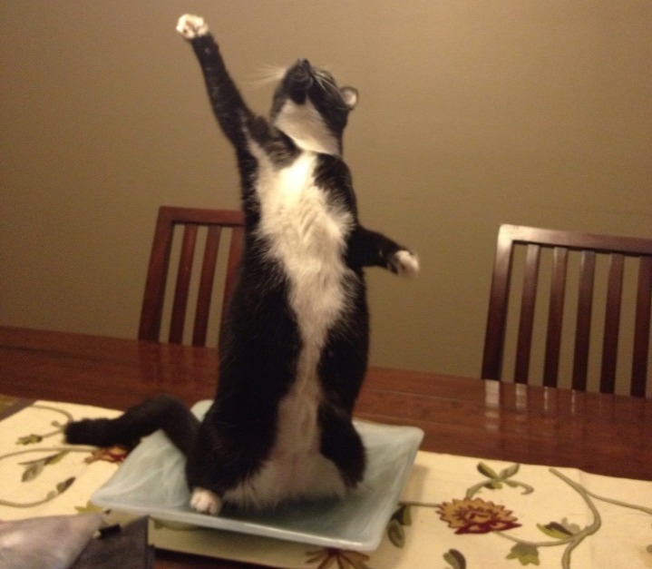 dramatic cat singing