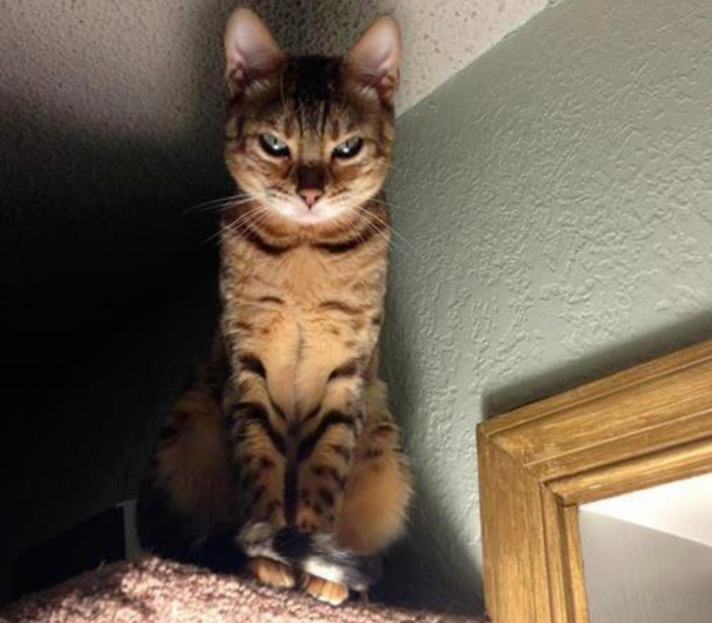 dramatic cat death stare