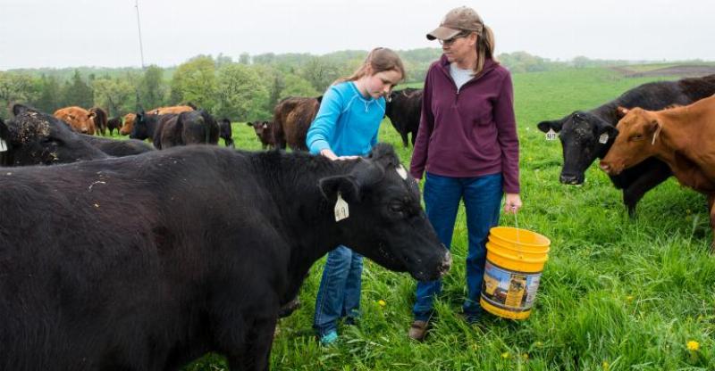 girl and woman feed cows