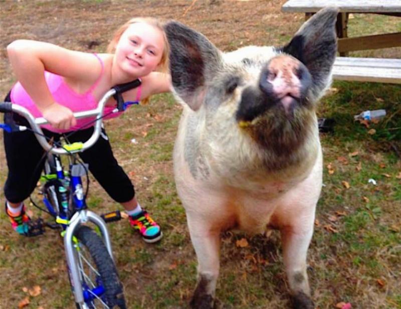 girl on bike and pig