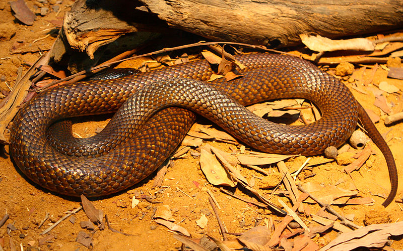 western brown