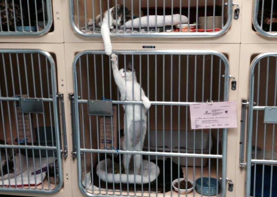 dramatic cat locked up