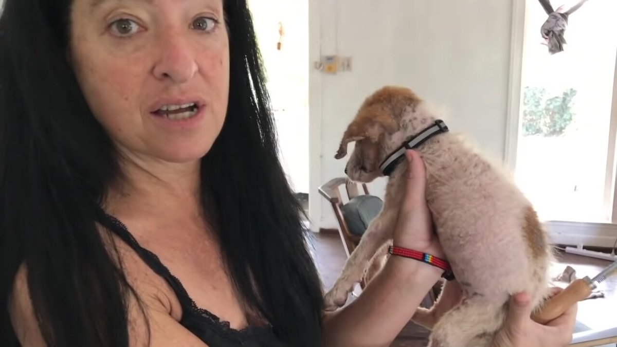 jenny desmond showing the puppy's fur growing back.