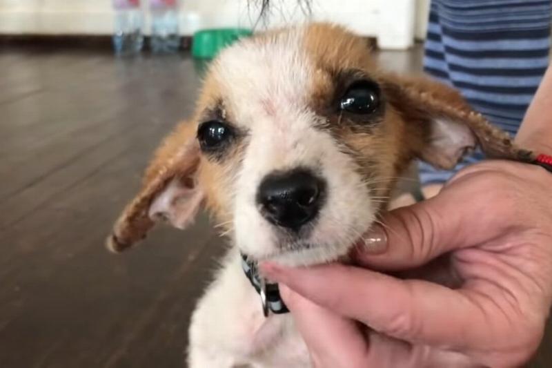 snafus recover took a turn in a matter of days.