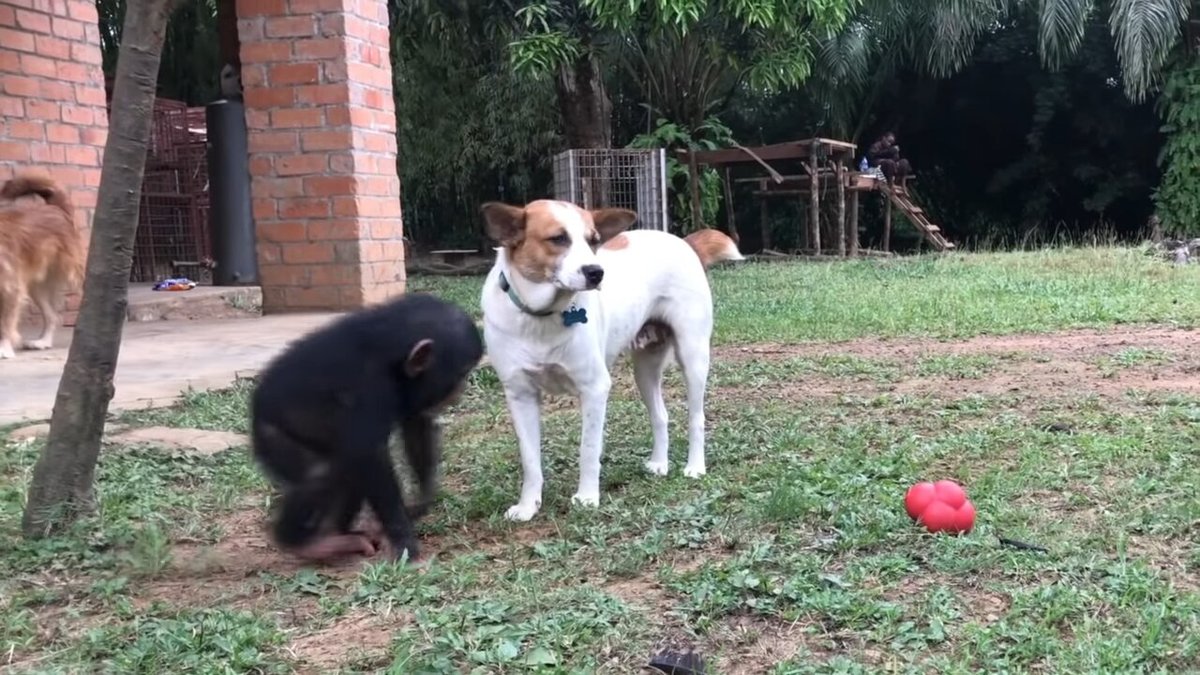 after a year growing up with the chimps, snafu looked like a different dog.