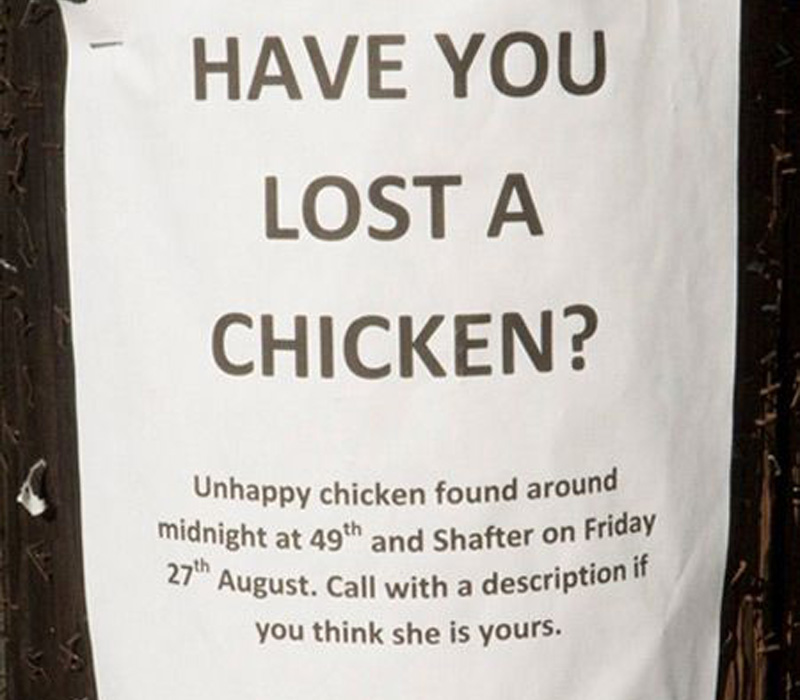 lost a chicken? then call with a description 