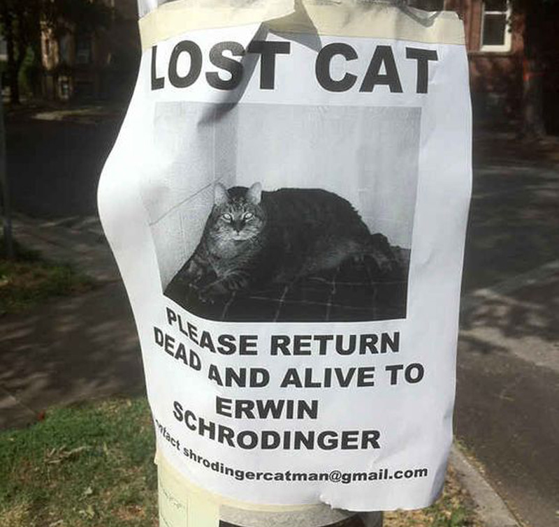 return the cat dead and alive 